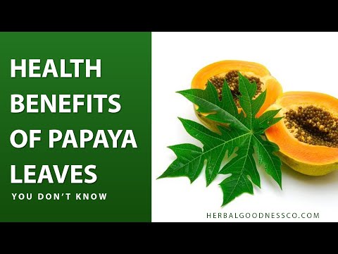 Papaya Leaf Extract Blood Support - Liquid 1oz - Healthy Platelets - Herbal Goodness